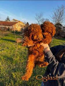 Mini pudle crvene boje